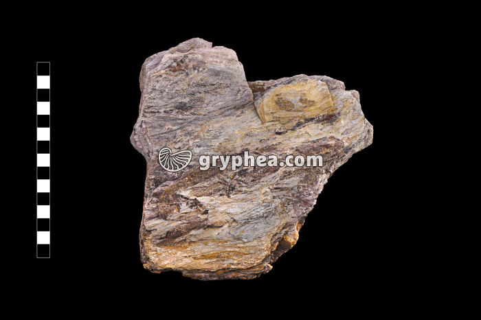 Schiste métamorphique (Brétignolles) - échantillon - gryphea.com